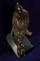 鳳頭蒼鷹藏品圖，第7張